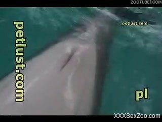 Ultra marine animal sex video with a man and a dolphin