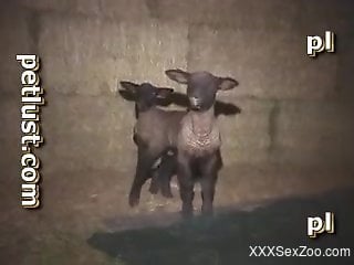 Strange guy loves to have fun with innocent sheep in barn