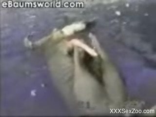 Very weird-looking pointy dick of a sexy as hell sea cat