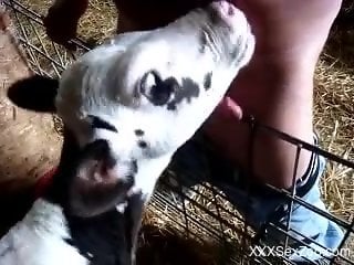 Man feels horny so he shares lustful xxx scenes with a veal