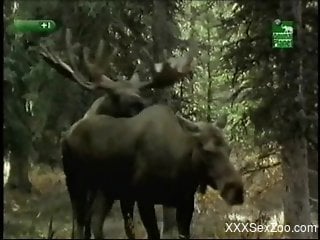 Animal porn delight for zoophilia lovers