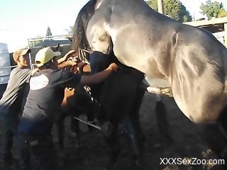 Sexy stallion tries to fuck a horny brown mare