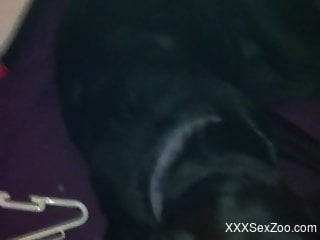 Sexy black dog enjoying a massive facial at the end