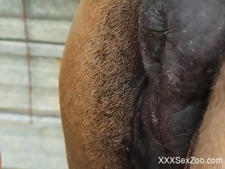 Dude enters a hot mare pussy with his hard cock