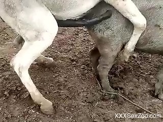 Animal-on-animal fuck scene with TRUE ion