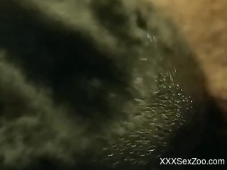 Close-up bestiality video with a VERY sexy beast