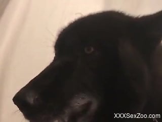 Redhead sucks dog's dick in pretty sloppy home scenes