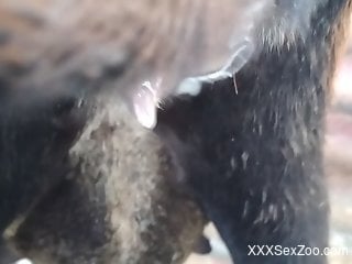Hardcore bestiality with juicy close-ups in HD