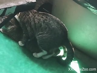 Pussycat fucks female cat and horny male films the whole thing