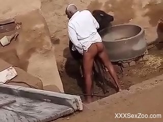 Nude black guy filmed when ass humping a cow in outdoor scenes