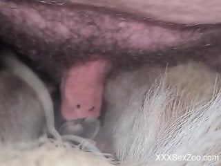 Dude's hairy manhood explores the depth of horse