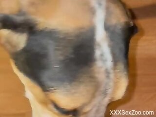 Dude waving his cock in front of dog's sexy face