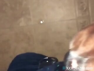 Dog licks man's hard penis in sloppy modes while on cam